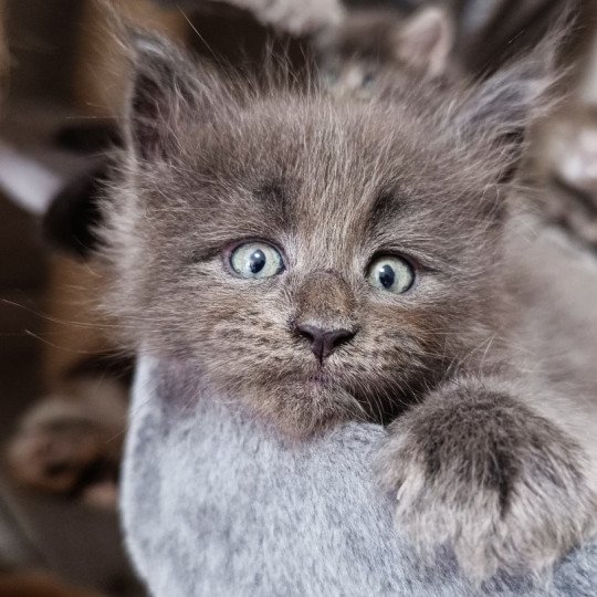 W'Blueberry du Loup d'Orcoon Mâle Maine coon