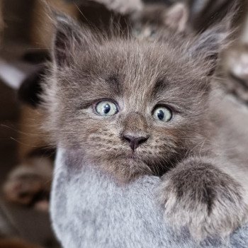 chaton Maine coon blue Chatterie du Loup d'Orcoon chaton Maine coon blue Chatterie du Loup d'Orcoon