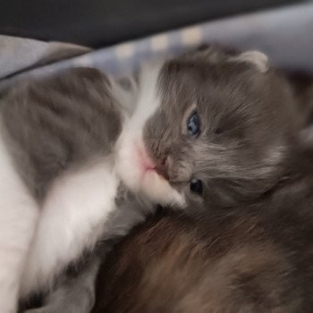 chaton Maine coon blue smoke & blanc Chatterie du Loup d'Orcoon chaton Maine coon blue smoke & blanc Chatterie du Loup d'Orcoon