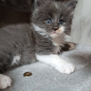 chaton Maine coon blue smoke & blanc Chatterie du Loup d'Orcoon chaton Maine coon blue smoke & blanc Chatterie du Loup d'Orcoon