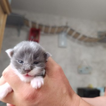 chaton Maine coon blue smoke & blanc Chatterie du Loup d'Orcoon chaton Maine coon blue smoke & blanc Chatterie du Loup d'Orcoon