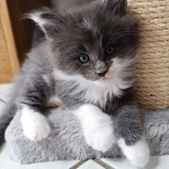 chaton Maine coon blue smoke & blanc Chatterie du Loup d'Orcoon chaton Maine coon blue smoke & blanc Chatterie du Loup d'Orcoon