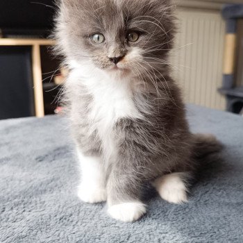 chaton Maine coon blue smoke & blanc Yaizu Chatterie du Loup d'Orcoon chaton Maine coon blue smoke & blanc Yaizu Chatterie du Loup d'Orcoon