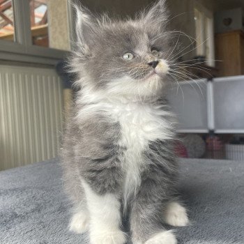 chaton Maine coon blue smoke & blanc Yaizu Chatterie du Loup d'Orcoon chaton Maine coon blue smoke & blanc Yaizu Chatterie du Loup d'Orcoon