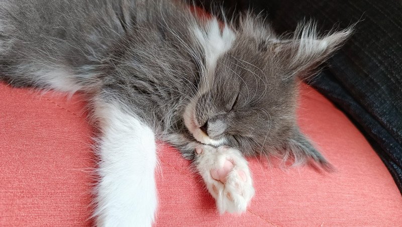 Yaizu du Loup d'Orcoon Mâle Maine coon
