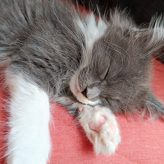 Yaizu du Loup d'Orcoon Mâle Maine coon
