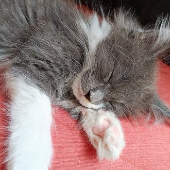 chaton Maine coon blue smoke & blanc Yaizu Chatterie du Loup d'Orcoon chaton Maine coon blue smoke & blanc Yaizu Chatterie du Loup d'Orcoon