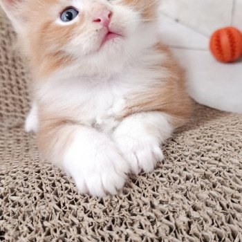 chaton Maine coon red tabby & blanc Chatterie du Loup d'Orcoon chaton Maine coon red tabby & blanc Chatterie du Loup d'Orcoon