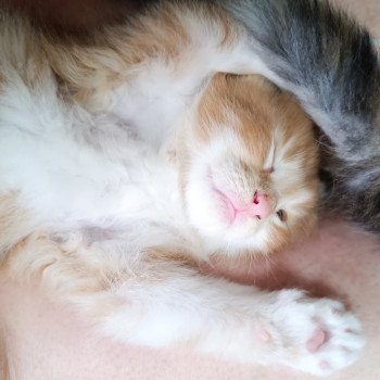 chaton Maine coon red tabby & blanc Chatterie du Loup d'Orcoon chaton Maine coon red tabby & blanc Chatterie du Loup d'Orcoon