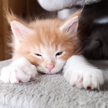 chaton Maine coon red tabby & blanc Chatterie du Loup d'Orcoon chaton Maine coon red tabby & blanc Chatterie du Loup d'Orcoon
