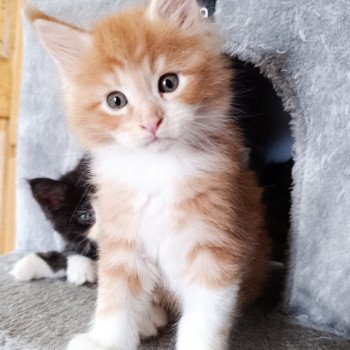 chaton Maine coon red tabby & blanc Chatterie du Loup d'Orcoon chaton Maine coon red tabby & blanc Chatterie du Loup d'Orcoon