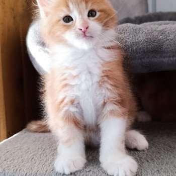 chaton Maine coon red tabby & blanc Yokkaichi Chatterie du Loup d'Orcoon chaton Maine coon red tabby & blanc Yokkaichi Chatterie du Loup d'Orcoon