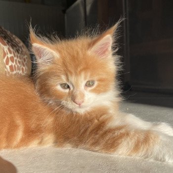 chaton Maine coon red blotched tabby & blanc Yokkaichi Chatterie du Loup d'Orcoon chaton Maine coon red blotched tabby & blanc Yokkaichi Chatterie du Loup d'Orcoon
