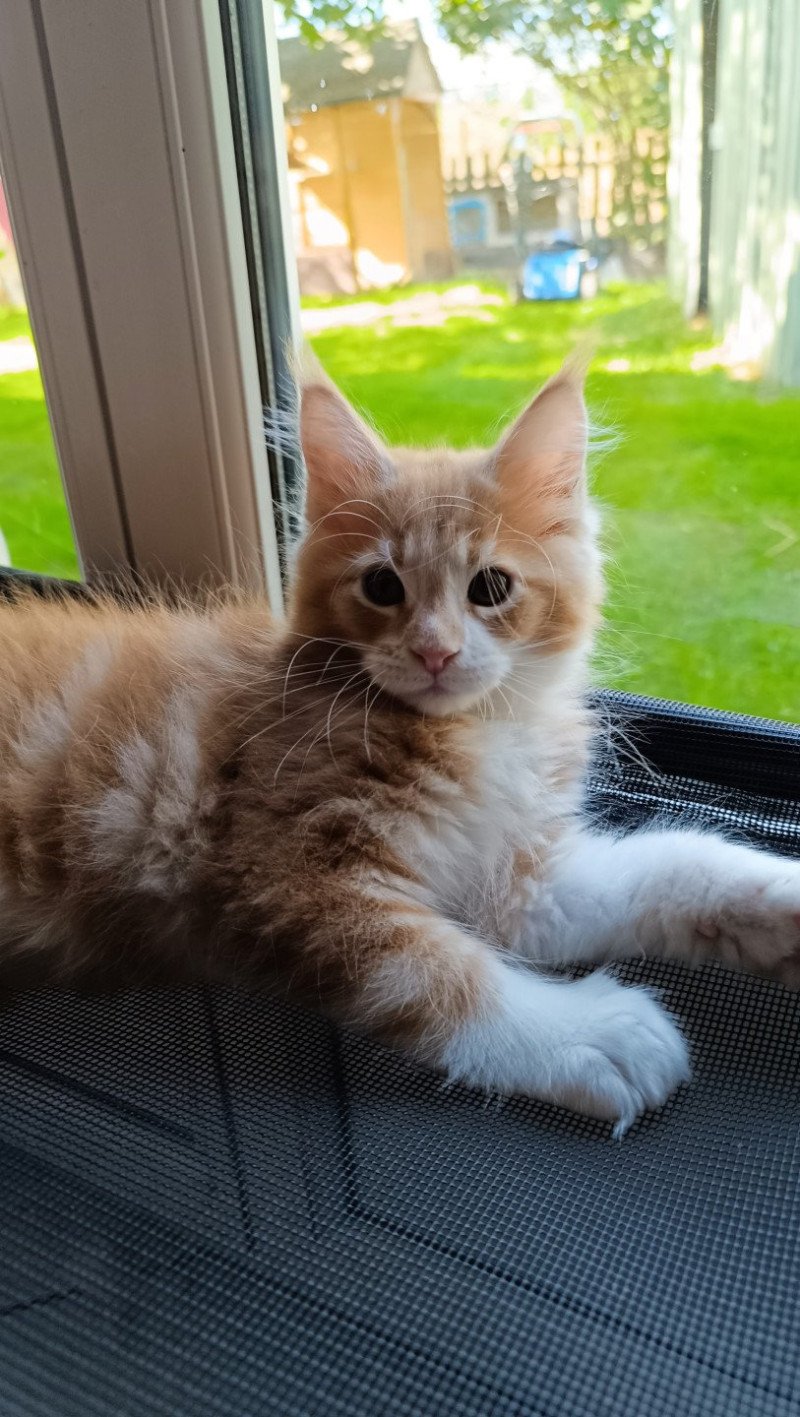 X'TIgrou du Loup d'Orcoon Mâle Maine coon