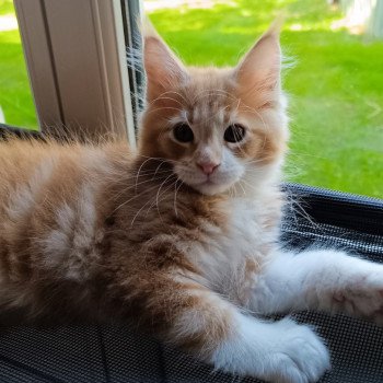chaton Maine coon red blotched tabby & blanc X'TIgrou Chatterie du Loup d'Orcoon chaton Maine coon red blotched tabby & blanc X'TIgrou Chatterie du Loup d'Orcoon