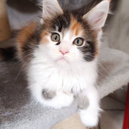 Yuma du Loup d'Orcoon Femelle Maine coon