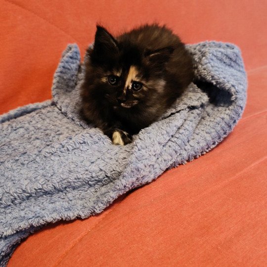 ARIA du Loup d'Orcoon Femelle Maine coon