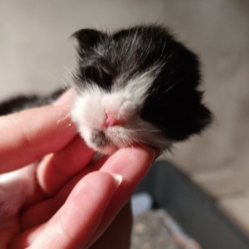 chaton Maine coon black & blanc Chatterie du Loup d'Orcoon chaton Maine coon black & blanc Chatterie du Loup d'Orcoon