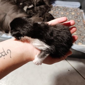 chaton Maine coon black & blanc male black .blanc Chatterie du Loup d'Orcoon chaton Maine coon black & blanc male black .blanc Chatterie du Loup d'Orcoon