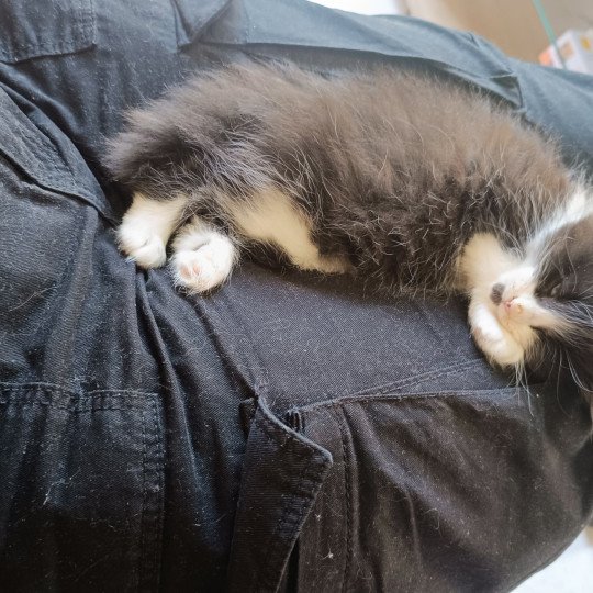 ATHOS du Loup d'Orcoon Mâle Maine coon