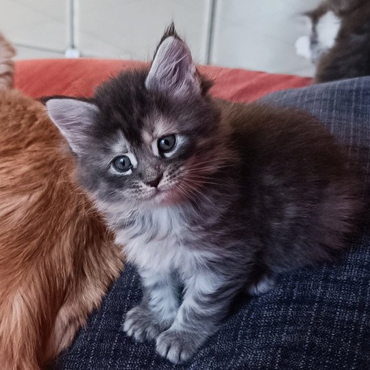 AZZA du Loup d'Orcoon Femelle Maine coon