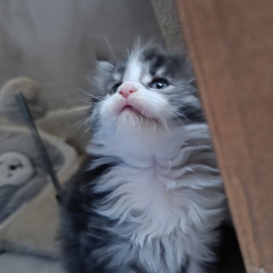 A'FRIMOUSSE du Loup d'Orcoon Mâle Maine coon