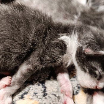 chaton Maine coon blue mackerel tabby & blanc chaton m 6 Chatterie du Loup d'Orcoon chaton Maine coon blue mackerel tabby & blanc chaton m 6 Chatterie du Loup d'Orcoon