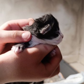 chaton Maine coon blue mackerel tabby & blanc chaton m 6 Chatterie du Loup d'Orcoon chaton Maine coon blue mackerel tabby & blanc chaton m 6 Chatterie du Loup d'Orcoon
