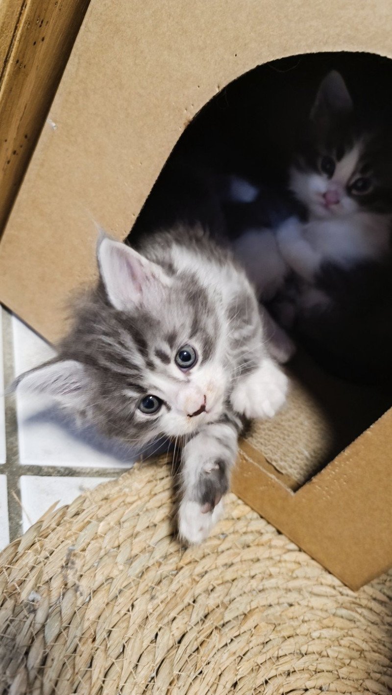 ANZU du Loup d'Orcoon Mâle Maine coon ANZU du Loup d'Orcoon Mâle Maine coon