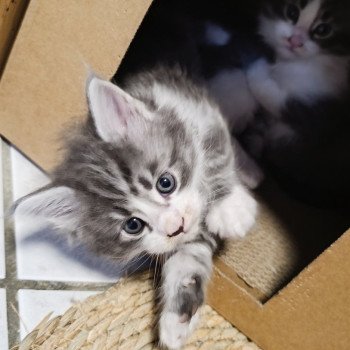 chaton Maine coon blue mackerel tabby & blanc ANZU Chatterie du Loup d'Orcoon chaton Maine coon blue mackerel tabby & blanc ANZU Chatterie du Loup d'Orcoon