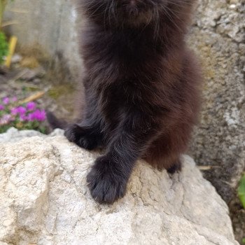 chaton Maine coon black Chatterie du Loup d'Orcoon chaton Maine coon black Chatterie du Loup d'Orcoon