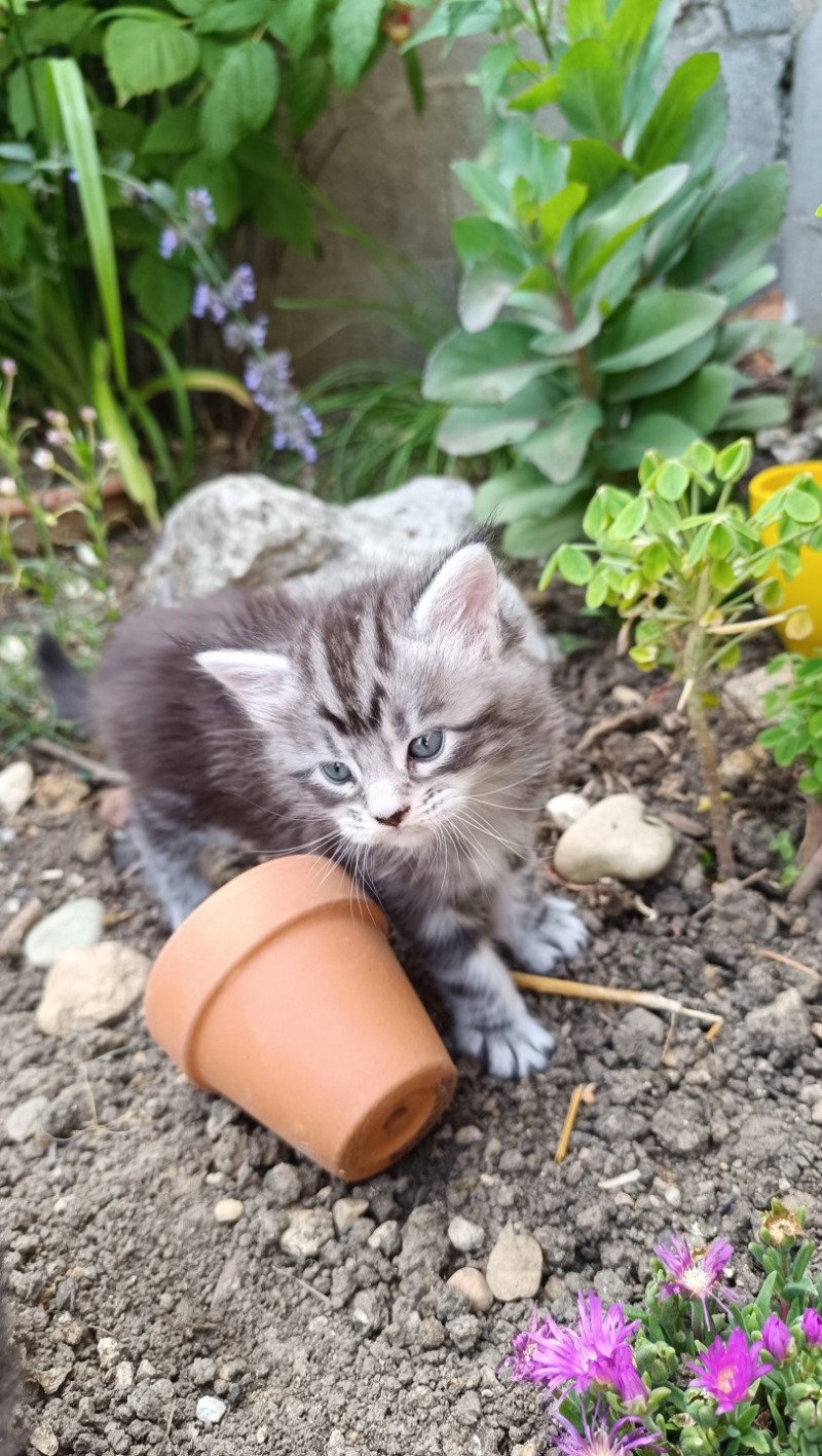A'Smuc du loup d'orcoon du Loup d'Orcoon Mâle Maine coon