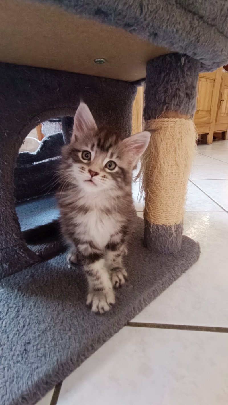 A'Eden du Loup d'Orcoon Mâle Maine coon A'Eden du Loup d'Orcoon Mâle Maine coon