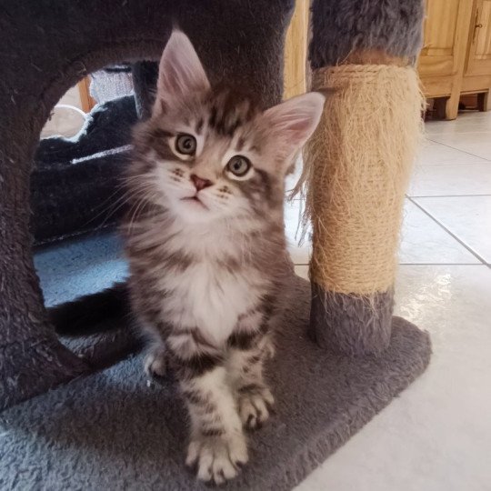 A'Eden du Loup d'Orcoon Mâle Maine coon