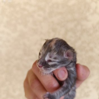 chaton Maine coon blue tortie silver tabby Chatterie du Loup d'Orcoon