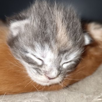 chaton Maine coon blue tortie silver tabby femelle Chatterie du Loup d'Orcoon