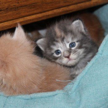 chaton Maine coon blue tortie silver tabby femelle Chatterie du Loup d'Orcoon