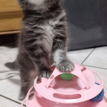 chaton Maine coon blue tortie silver tabby femelle Chatterie du Loup d'Orcoon