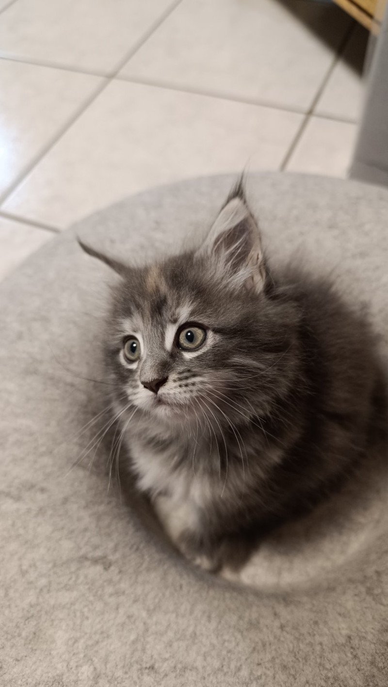 femelle du Loup d'Orcoon Femelle Maine coon