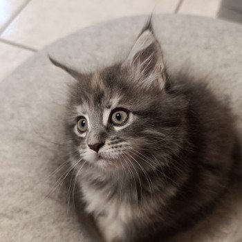 chaton Maine coon blue tortie silver tabby femelle Chatterie du Loup d'Orcoon