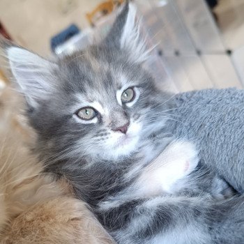 chaton Maine coon blue tortie silver tabby femelle Chatterie du Loup d'Orcoon