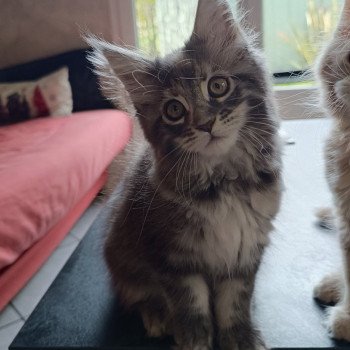 chaton Maine coon blue tortie silver tabby Api  du loup d'orcoon Chatterie du Loup d'Orcoon