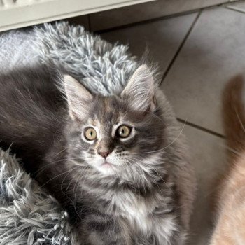 chaton Maine coon blue tortie silver tabby Api  du loup d'orcoon Chatterie du Loup d'Orcoon