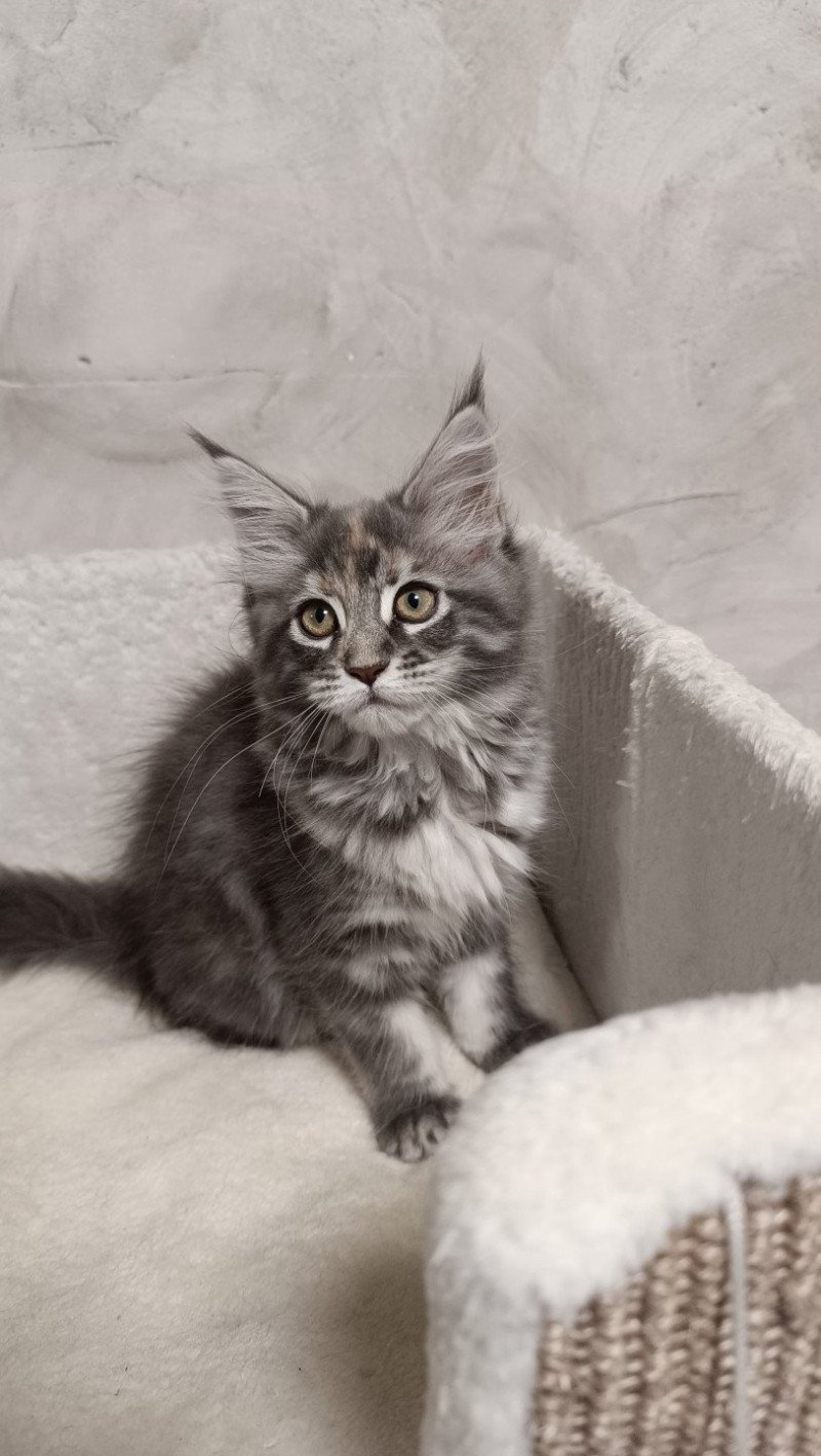 Api  du loup d'orcoon du Loup d'Orcoon Femelle Maine coon