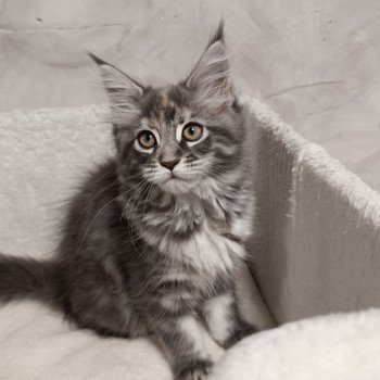 chaton Maine coon blue tortie silver tabby Api  du loup d'orcoon Chatterie du Loup d'Orcoon