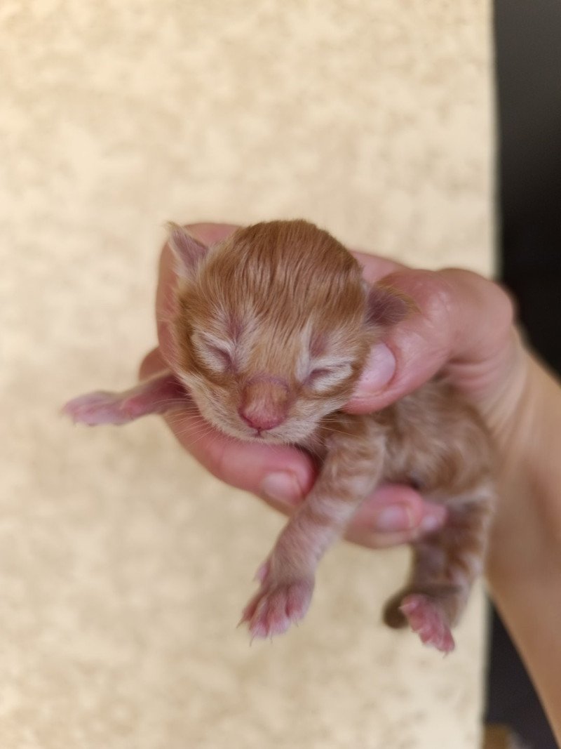 male 1 du Loup d'Orcoon Mâle Maine coon