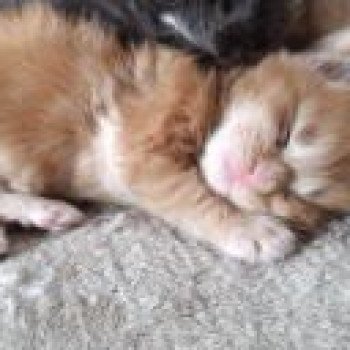 chaton Maine coon red tabby male 1 Chatterie du Loup d'Orcoon