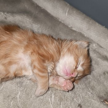 chaton Maine coon red tabby male 1 Chatterie du Loup d'Orcoon