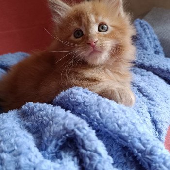 chaton Maine coon red tabby male 1 Chatterie du Loup d'Orcoon