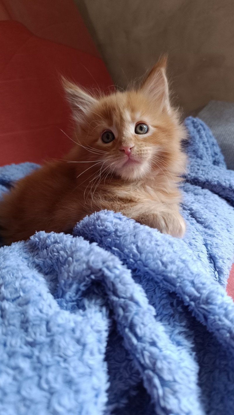 male 1 du Loup d'Orcoon Mâle Maine coon